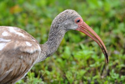 1_Schneesichler_Florida_DSC_0908