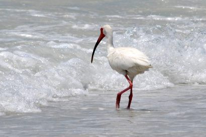 2_Schneesichler_Florida_DSC_1020