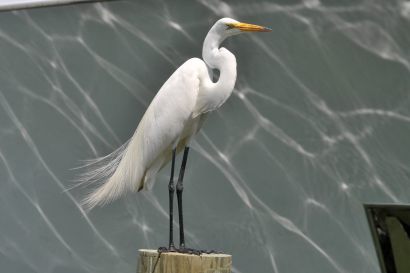 1_Silberreiher_Florida_DSC_1146