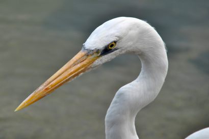 2_Silberreiher_Florida_DSC_0596