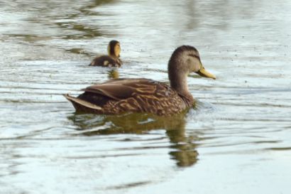 1_Stockente_Florida_U16_2379