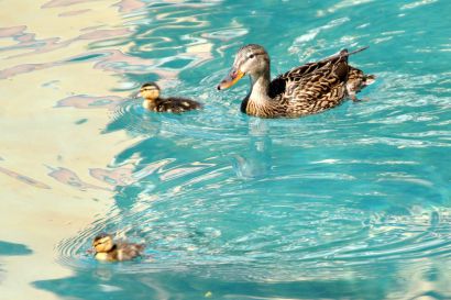 2_Stockente_Nevada_DSC_0795