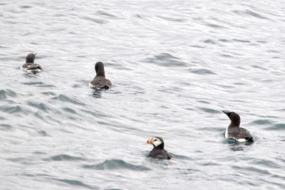 1_Trottellumme_Alaska_DSC_0273