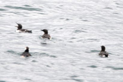 2_Trottellumme_Alaska_DSC_0272