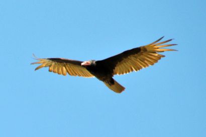 2_Truthahngeier_Süddakota_DSC_0619