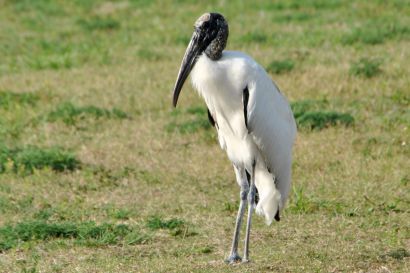 1_Waldstorch_Florida_DSC_0169