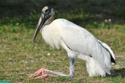 2_Waldstorch_Florida_DSC_0171